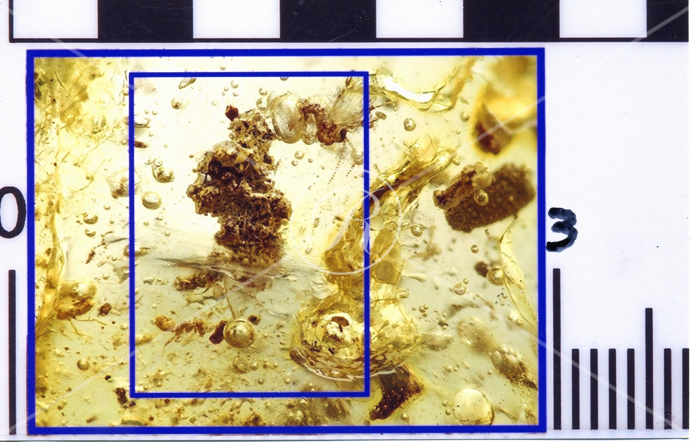 Watermark_216_N58 éch.jpg